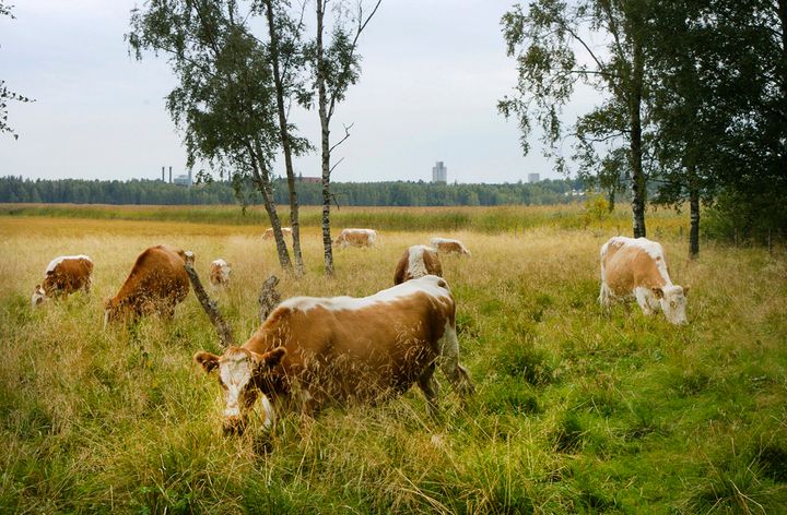 Laidunnus on hyvä tapa hoitaa perinnemaisemia. Kilpailun ehdokkaiksi ovat tervetulleita niin perinteiset kuin uudetkin näkökulmat maisemaan. Kuva Riku Lumiaro.