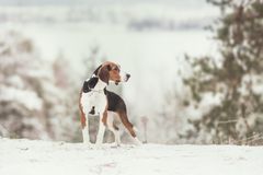 Suomenajokoira, kuva: Ida Photography.