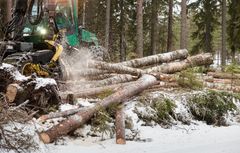 Kuvituskuva korjuutyömaalta. Kuva: Stora Enso / Jorma Silkelä