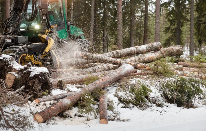 Kuvituskuva korjuutymaalta. Kuva: Stora Enso / Jorma Silkel