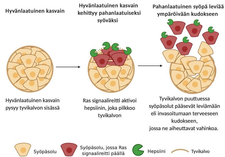 Ras-signaalireitti edistää syövän muuttumista pahanlaatuiseksi hepsiinin avulla. Kuva: Shishir Pant ja Rita Turpin.