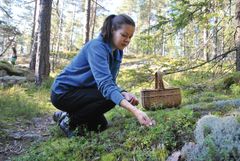 Puolukan poiminnan voi yhdistää vaikkapa metsäretkeen. Retken voi tehdä myös lähimetsään. (Kuva: Jenni Heinonen/Suomen 4H-liitto).
