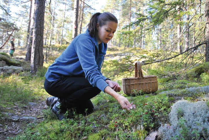 Puolukan poiminnan voi yhdistää vaikkapa metsäretkeen. Retken voi tehdä myös lähimetsään. (Kuva: Jenni Heinonen/Suomen 4H-liitto).