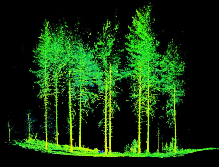 Maastolaserkeilauksella saadaan tuotettua metsää ja puita kuvaava yksityiskohtainen pistepilvi.Kuva: Ville Luoma.
