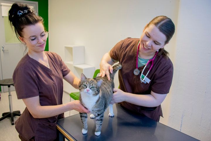 Klinikkaeläinhoitaja Erika Österberg (vasemmalla) ja eläinlääkäri Jutta Puomio tutkivat Fia-kissaa osaavin käsin. Fialla on luottavainen olo olla.