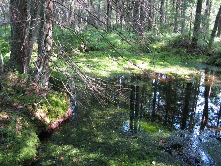 Tyypillisesti lähteet erottuvat ympäristöstään rehevämmän kasvillisuuden ansiosta. Kuvassa pohjaveden purkauma muodostaa allikkolähteen. Kuva: Emmi Lehkonen.