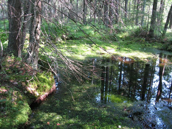 Tyypillisesti lähteet erottuvat ympäristöstään rehevämmän kasvillisuuden ansiosta. Kuvassa pohjaveden purkauma muodostaa allikkolähteen.  Kuva: Emmi Lehkonen.