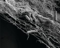 Mikroskooppikuva bakteerien valmistamasta nanoselluloosamateriaalista. Kuitujen asettumista ohjattiin säätelemällä bakteerien hapensaantia. Kuva: Luiz Greca / Aalto-yliopisto