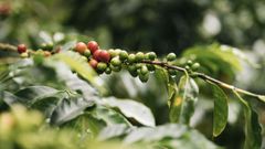 Kahvin tuotannossa kustannukset ovat lyhyessä ajassa jopa kolminkertaistuneet.