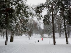 Kaivopuistostakin joudutaan poistamaan muutama huonokuntoinen puu. Kuva: Helsingin kaupunki / Kirsikka Mattila.