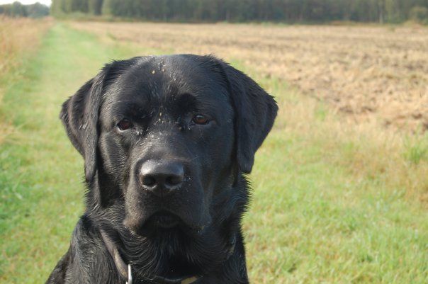 Labradorinnoutaja Aku löysi maassa makaavan miehen.