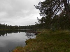 Vesikirpun kotijärvi Lapissa. Kuva: Liisa Nevalainen.