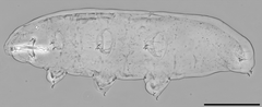 Macrobiotus naginae -karhukainen on Suomesta löydetty uusi laji. Kuva: Daniel Stec