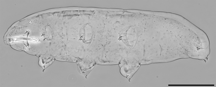 Macrobiotus naginae -karhukainen on Suomesta löydetty uusi laji. Kuva: Daniel Stec