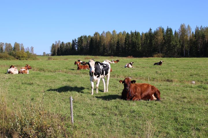 Laidunnus edistää eläinten hyvinvointia.