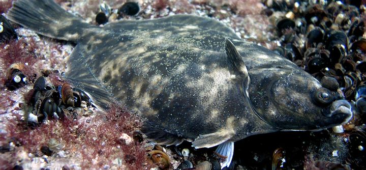 ”Itämeren kampela” Platichthys solemdali on ensimmäinen kotoperäinen eli endeeminen kalalaji joka on kuvattu Itämerestä. Kuva: Mats Westerbom