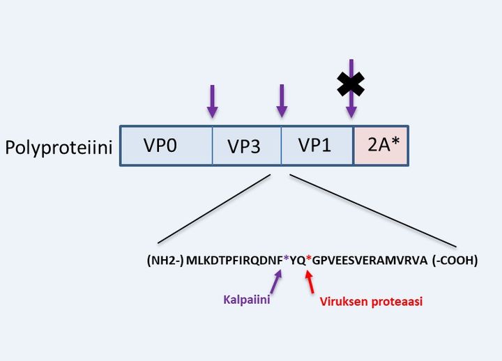 Jyväskylän yliopistossa tehty tutkimus osoitti, että kalpaiinit pystyvät prosessoimaan viruksen pitkää polyproteiinia. Kuva Varpu Marjomäki/Jyväskylän yliopisto