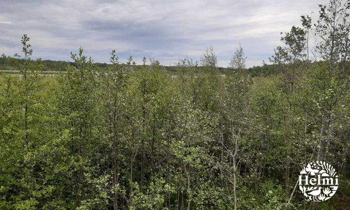 Enäjärvi. © Maria Yli-Renko