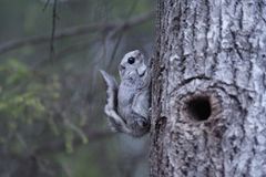 Flying squirrel (photo Marko Schrader)