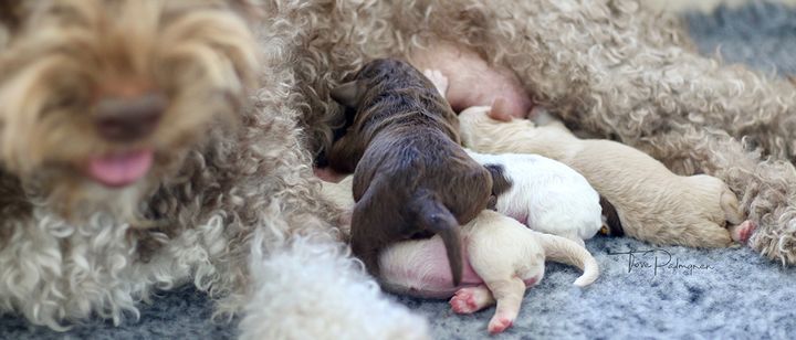 Koiranpentujen ensimmäisten kuukausien ruokinnalla on havaittu olevan merkitystä tulehduksellisen suolistosairauden kehittymiseen. Kuva: Tove Palmgren