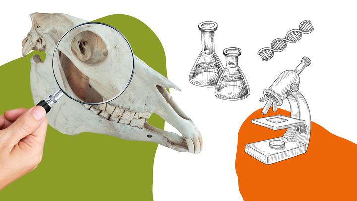 Forskarna och jakten på husdjurens ursprung,
14.4.2022–26.2.2023 Glims gårdsmuseum