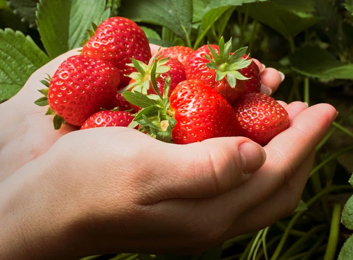 Saariston Marjatilalla tehdään töitä puhtaamman mansikanviljelyn puolesta – hyödyntäen tunneliviljelyä sekä Suomessa uraauurtavaa biologista torjuntaa. Kuva: Saariston Marjatila