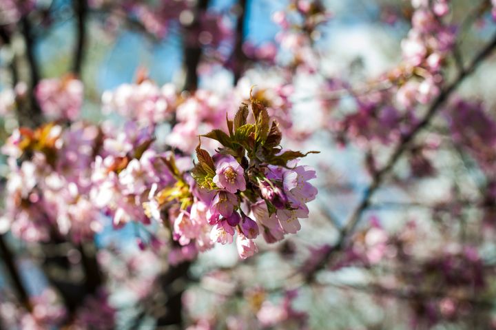 Roihuvuori Cherry Park. Photo: Hemmo Rättyä