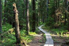 Pitkospuut Haltialanmetsässä. Kuva: Raisa Ranta.