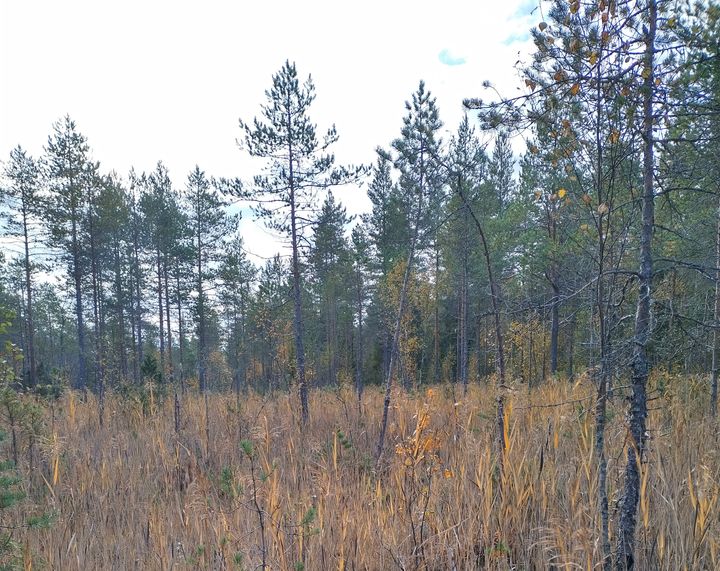 Lettoräme. Kuva: Pirita Oksanen. Vapaa julkaistavaksi.