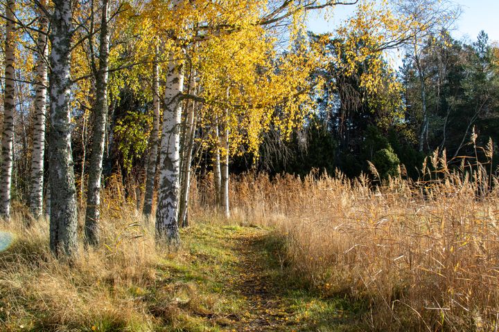 Vaarjoen luontopolku rakennuksineen on kuvattu 14.10. Kuvat: Petra Sundell / Naantalin kaupunki