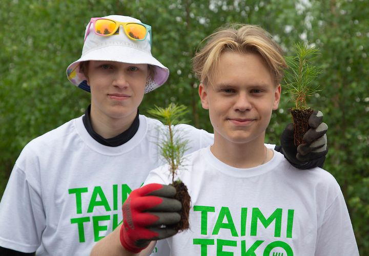 Taimiteko-toiminnassa nuoret istuttavat puiden taimia maahan, tekevät konkreettisia ilmastotekoja ja ansaitsevat samalla omaa rahaa.