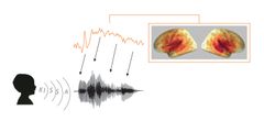 Aivokuori seuraa äänen piirteitä hyvin täsmällisesti ymmärtääkseen puhetta. Kuva: Aalto-yliopisto
