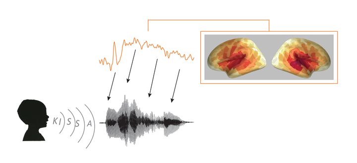 Aivokuori seuraa äänen piirteitä hyvin täsmällisesti ymmärtääkseen puhetta. Kuva: Aalto-yliopisto