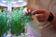 Ravintola Orassa on kasvatettu Plantui-älypuutarhassa yrttejä jo vuosia. Näyttävistä kasvatusalustoista suoraan asiakkaan lautaselle leikatuista yrteistä onkin tullut osa ORA:n ravintolaelämystä.