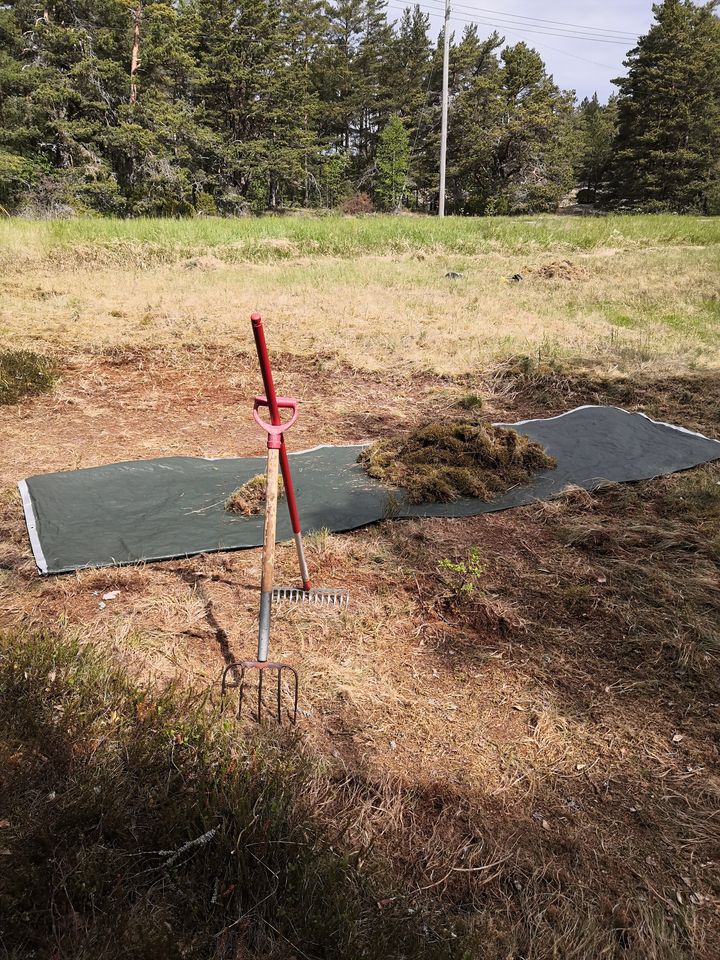 Skötseln av vårdbiotoper och bl.a. skogsdyner sker tills vidare manuellt. Bild: NTM-centralen i Nyland