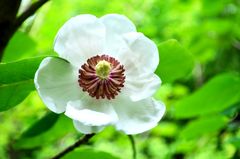 Loppukesästä Arboretum Frickissä kukkivat ruusut, hortensiat ja harvinainen pensasmagnolia. Kuva: Erkki Frick