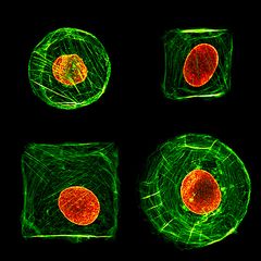 Konfokaalimikroskooppi kuvia sidekudoksen fibroblasti soluista. Solut  on kontrolloidusti kasvatettu tiettyyn muotoon käyttäen 30-45µm  kokoisia neliömäisiä tai pyöreitä saarekkeita joihin solut voivat tarttua. Solun aktiinitukiranka näkyy vihreänä ja tuma punaisena.