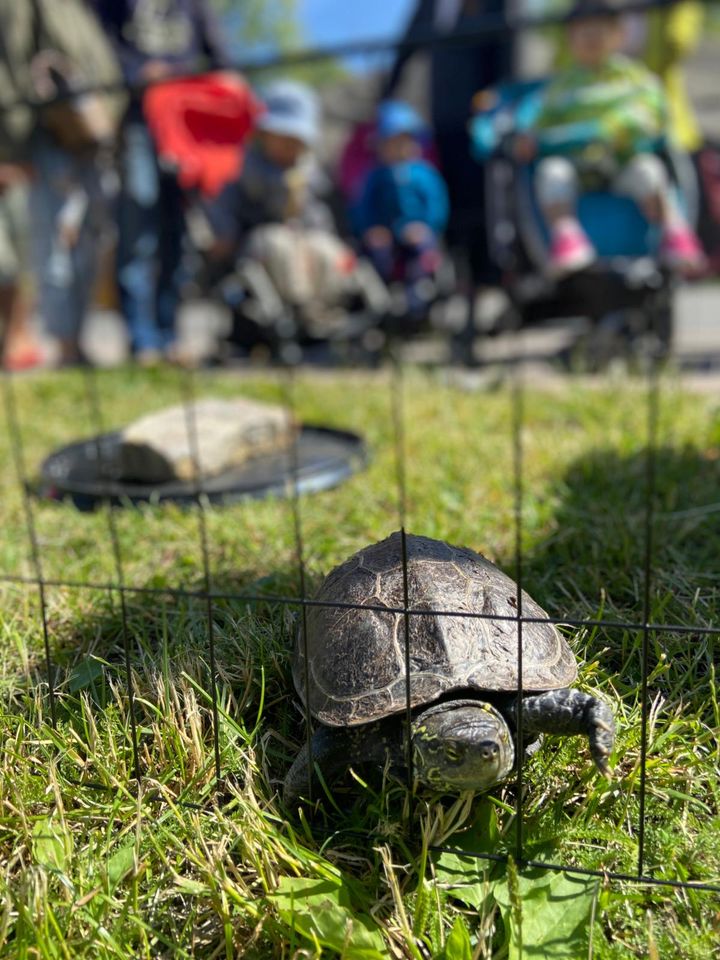 Kuvassa kilpikonna nimeltä Viuhti