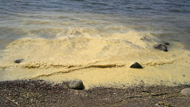 Havupuiden siitepölyn massaesiintymän voi sekoittaa sinileväkukintaan. © Kristiina Vuorio