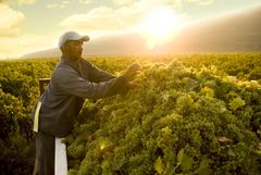 Viinitilan työntekijä Reilun kaupan viinitilalla Stellenboschissa Etelä-Afrikassa. Kuva:  Christian Nusch