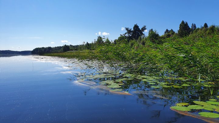 Suolijärvi. Kuva: Heini-Marja Hulkko