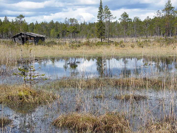 Lettoräme Oulangalla. Kuva Tiina Laitinen.