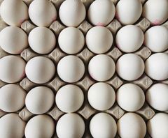 Valkoisten Frex-kananmunien taustalla on vuosien kehitys- ja tutkimustyö. Kuva: Skabam Oy.