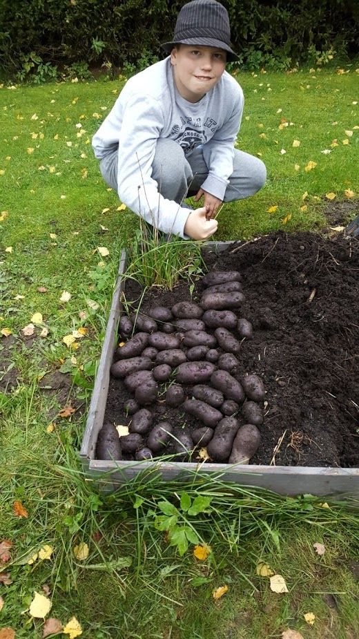 Arttu Karjalainen kasvatti painavimman sadon, 4 kg 400 g, Mäntyharjun 4H-yhdistyksen Sinisten perunoiden kasvatuskilpailussa. Perunalajike oli Blue Congo. Kilpailu oli 4H-säätiön erityisstipendillä palkitseman Mäntyharjun 4H-yhdistyksen innovatiivista Suomi 100 -toimintaa.