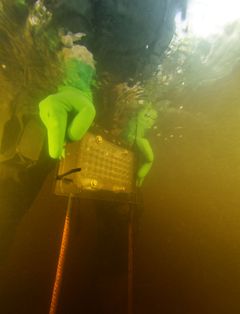 Konneveden tutkimusaseman altaissa syntyneet raakunpoikaset palautettiin suojaavissa reikälevyissä jokivesiin kasvamaan. Kuva Mustionjoelta: Jari Ilmonen/Metsähallitus