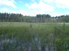 Punkaharjun Lahdenperussuo on valtaosin vetistä luhtaa, mutta suon laidalla myös esiintyy lähdevaikutteista lettoa. Kuva: Lauri Puhakainen Vapaa julkaistavaksi.