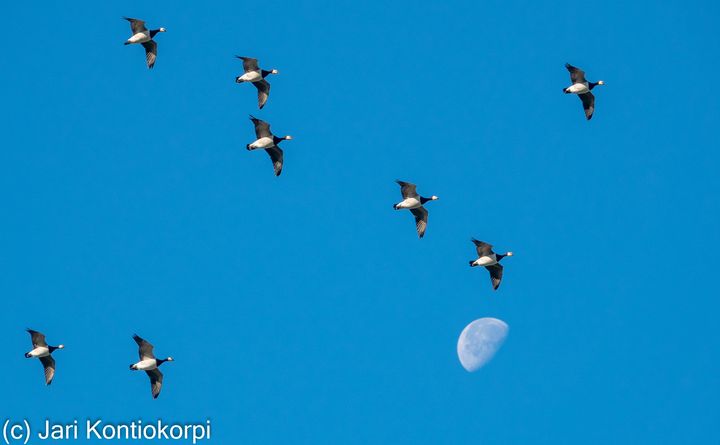 Valkoposkihanhia Joensuun Pyhäselällä 27.9.2021. Kuva: Jari Kontiokorpi / Pohjois-Karjalan ELY-keskus.