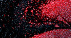 Ihmisen glioblastoomasoluja (punainen) hiirten aivoissa.  Glioblastoomasolut tunkeutuvat tehokkaasti terveen aivokudoksen joukkoon (sininen). (Kuva: Laakkonen Lab)