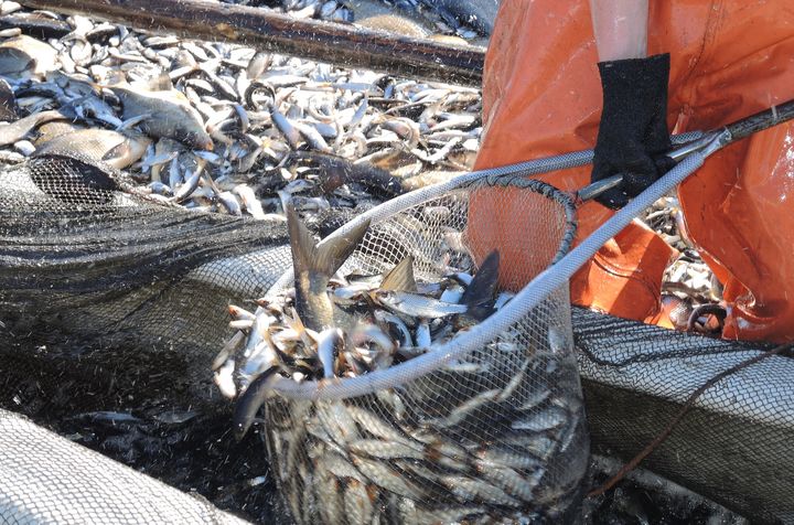 Hoitokalastuksena rysäpyyntiä Mikkelin alapuolisella Saimaalla. Kuva: Juho Kotanen. Vapaa julkaistavaksi.