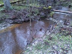 Raakkuja esiintyy Pirkanmaalla kolmessa joessa. Yksi niistä on Hämeenkyrössä sijaitseva Turkimusoja, jonka raakkukantaa elvytetään hankkeessa. Kuva: Emmi Lehkonen